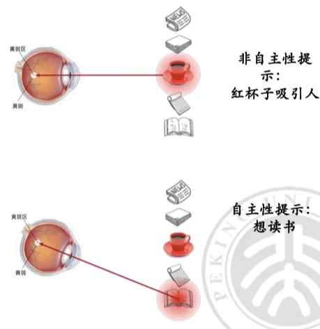 human_attention