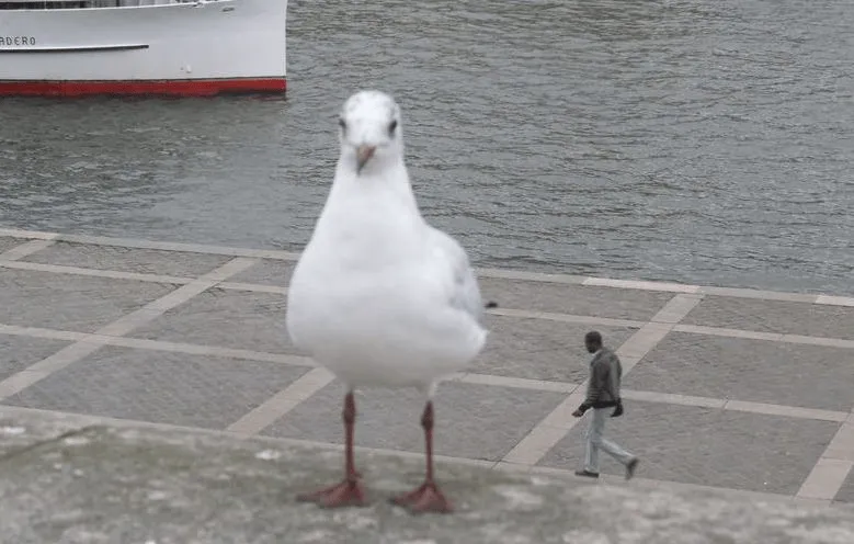 why_pigeon_so_big